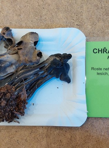 CHŘAPÁČ JAMKATÝ (Helvella lacunosa) FOTO: Marta Knauerová, 25.–26. 10. 2025