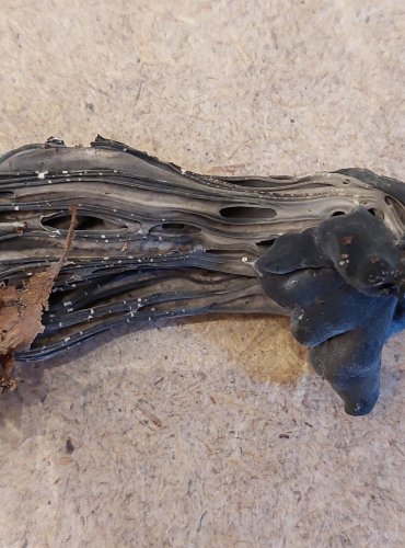 CHŘAPÁČ JAMKATÝ (Helvella lacunosa) FOTO: Marta Knauerová, 25.–26. 10. 2025