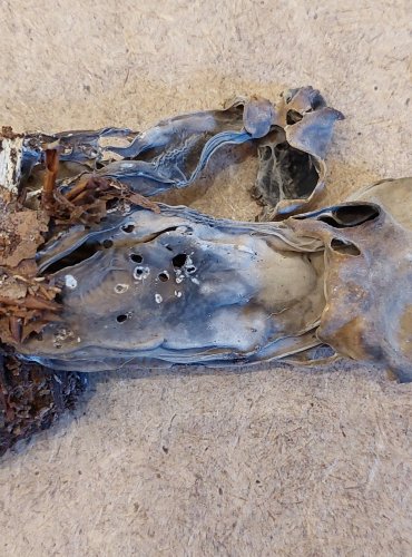 CHŘAPÁČ JAMKATÝ (Helvella lacunosa) FOTO: Marta Knauerová, 25.–26. 10. 2025