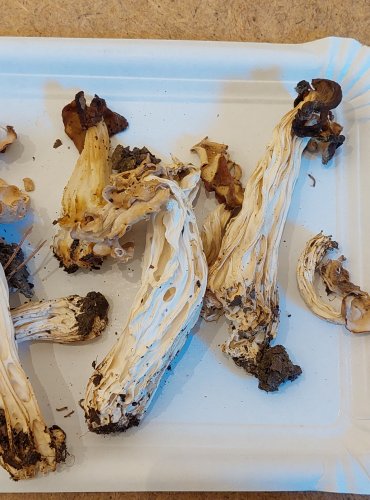 CHŘAPÁČ KADEŘAVÝ (Helvella crispa) FOTO: Marta Knauerová, 25.–26. 10. 2025