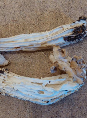 CHŘAPÁČ KADEŘAVÝ (Helvella crispa) FOTO: Marta Knauerová, 25.–26. 10. 2025