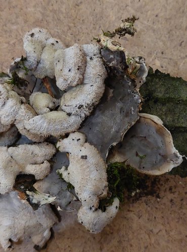 KLANOLÍSTKA OBECNÁ (Schizophyllum commune) FOTO: Marta Knauerová, 25.–26. 10. 2025

