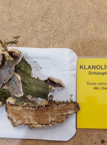 KLANOLÍSTKA OBECNÁ (Schizophyllum commune) FOTO: Marta Knauerová, 25.–26. 10. 2025

