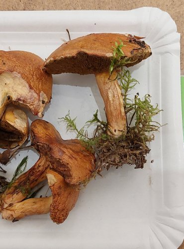 KLOUZEK KRAVSKÝ (Suillus bovinus) FOTO: Marta Knauerová, 25.–26. 10. 2025