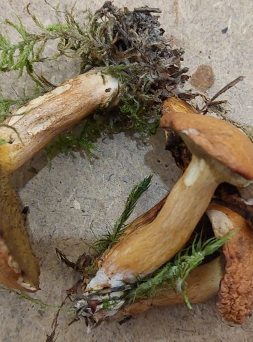 KLOUZEK KRAVSKÝ (Suillus bovinus) FOTO: Marta Knauerová, 25.–26. 10. 2025