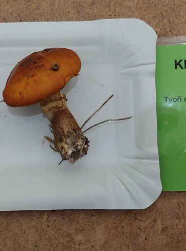 KLOUZEK SLIČNÝ (Suillus grevillei) FOTO: Marta Knauerová, 25.–26. 10. 2025