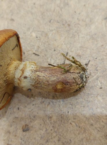 KLOUZEK SLIČNÝ (Suillus grevillei) FOTO: Marta Knauerová, 25.–26. 10. 2025