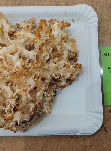 KORÁLOVEC BUKOVÝ (Hericium coralloides) FOTO: Marta Knauerová, 25.–26. 10. 2025