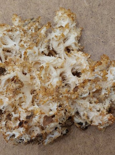 KORÁLOVEC BUKOVÝ (Hericium coralloides) FOTO: Marta Knauerová, 25.–26. 10. 2025