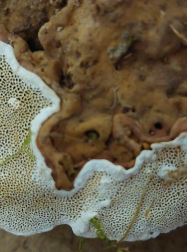 KOŘENOVNÍK VRSTEVNATÝ (Heterobasidion annosum) FOTO: Marta Knauerová, 25.–26. 10. 2025

