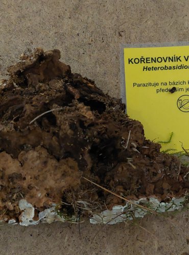 
KOŘENOVNÍK VRSTEVNATÝ (Heterobasidion annosum) FOTO: Marta Knauerová, 25.–26. 10. 2025

