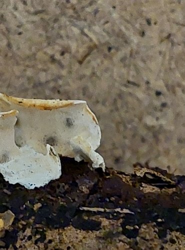 KOSTROVKA JASANOVÁ (Skeletocutis nemoralis) FOTO: Marta Knauerová, 25.–26. 10. 2025