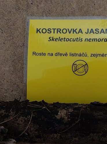 KOSTROVKA JASANOVÁ (Skeletocutis nemoralis) FOTO: Marta Knauerová, 25.–26. 10. 2025