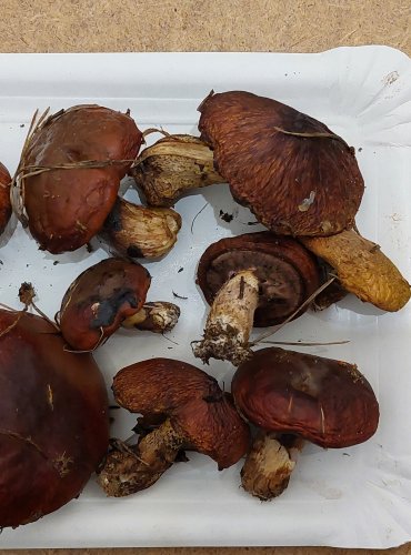 KLOUZEK OBECNÝ (Suillus luteus) FOTO: Marta Knauerová, 25.–26. 10. 2025