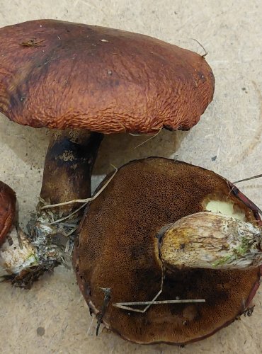 KLOUZEK OBECNÝ (Suillus luteus) FOTO: Marta Knauerová, 25.–26. 10. 2025