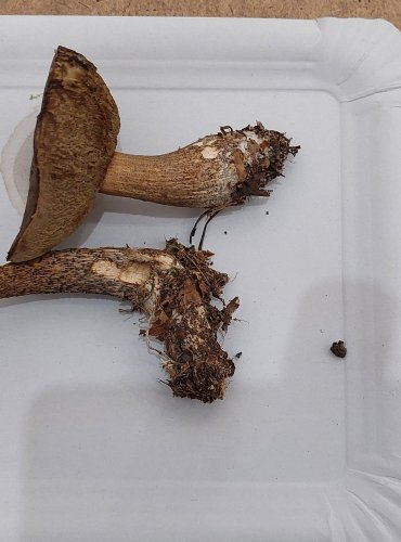 KOZÁK BŘEZOVÝ (Leccinum scabrum) FOTO: Marta Knauerová, 25.–26. 10. 2025