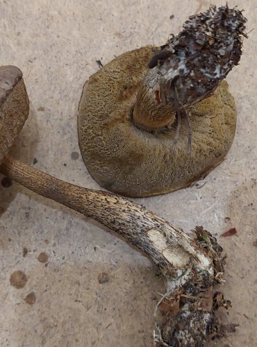 KOZÁK BŘEZOVÝ (Leccinum scabrum) FOTO: Marta Knauerová, 25.–26. 10. 2025