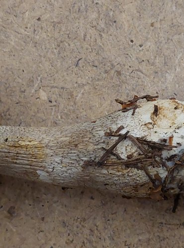 KOZÁK ŠEDOHNĚDÝ (Leccinum brunneogriseolum) FOTO: Marta Knauerová, 25.–26. 10. 2025