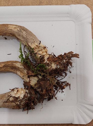 KOZÁK ŠEDOHNĚDÝ (Leccinum brunneogriseolum) FOTO: Marta Knauerová, 25.–26. 10. 2025