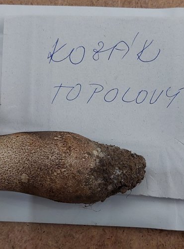 KOZÁK TOPOLOVÝ (Leccinum duriusculum) FOTO: Marta Knauerová, 25.–26. 10. 2025
