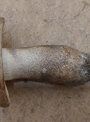 
KOZÁK TOPOLOVÝ (Leccinum duriusculum) FOTO: Marta Knauerová, 25.–26. 10. 2025
