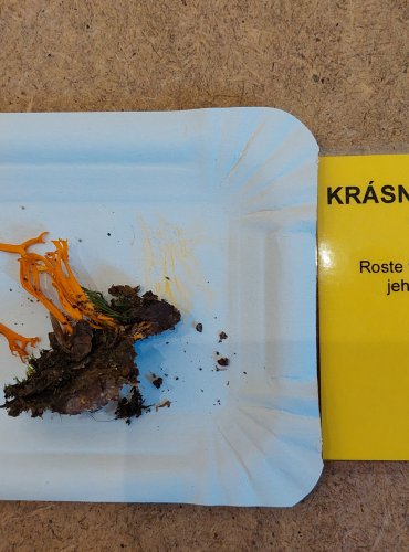 KRÁSNORŮŽEK LEPKAVÝ (Calocera viscosa) FOTO: Marta Knauerová, 25.–26. 10. 2025