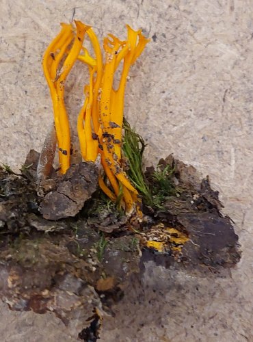 KRÁSNORŮŽEK LEPKAVÝ (Calocera viscosa) FOTO: Marta Knauerová, 25.–26. 10. 2025
