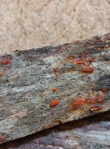 KROPILKA ROSOLOVITÁ (Dacrymyces stillatus) FOTO: Marta Knauerová, 25.–26. 10. 2025

