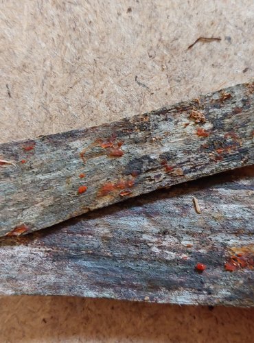 KROPILKA ROSOLOVITÁ (Dacrymyces stillatus) FOTO: Marta Knauerová, 25.–26. 10. 2025

