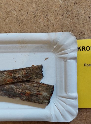 KROPILKA ROSOLOVITÁ (Dacrymyces stillatus) FOTO: Marta Knauerová, 25.–26. 10. 2025

