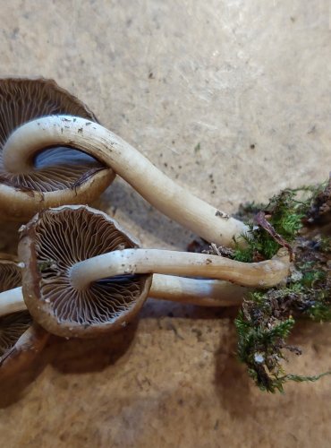 KŘEHUTKA VODOMILNÁ (Psathyrella piluliformis) FOTO: Marta Knauerová, 10/2025