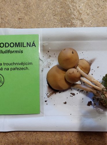 KŘEHUTKA VODOMILNÁ (Psathyrella piluliformis) FOTO: Marta Knauerová, 10/2025