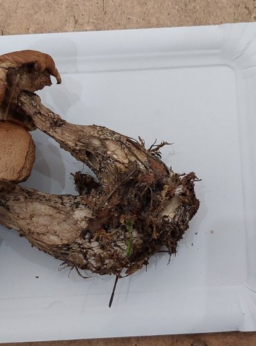 KŘEMENÁČ BŘEZOVÝ (Leccinum versipelle) FOTO: Marta Knauerová, 8/2023