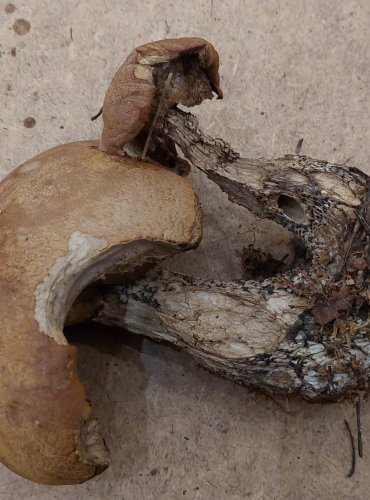 KŘEMENÁČ BŘEZOVÝ (Leccinum versipelle) FOTO: Marta Knauerová, 8/2023