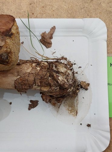 KŘEMENÁČ KRVAVÝ (Leccinum aurantiacum) FOTO: Marta Knauerová, 8/2023