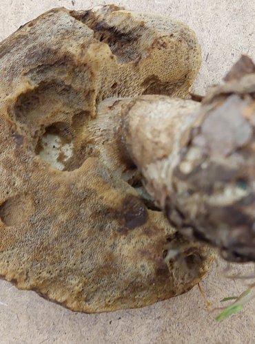 KŘEMENÁČ KRVAVÝ (Leccinum aurantiacum) FOTO: Marta Knauerová, 8/2023