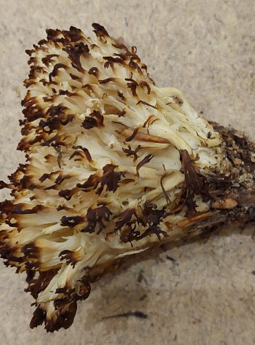 KUŘÁTEČKO HŘEBENITÉ (Clavulina coralloides) FOTO: Marta Knauerová, 25.–26. 10. 2025