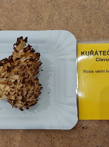 KUŘÁTEČKO HŘEBENITÉ (Clavulina coralloides) FOTO: Marta Knauerová, 25.–26. 10. 2025