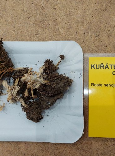 KUŘÁTEČKO SVRASKALÉ (Clavulina rugosa) FOTO: Marta Knauerová, 25.–26. 10. 2025