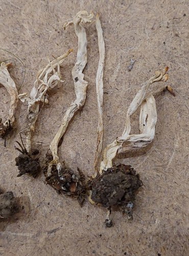 KUŘÁTEČKO SVRASKALÉ (Clavulina rugosa) FOTO: Marta Knauerová, 25.–26. 10. 2025