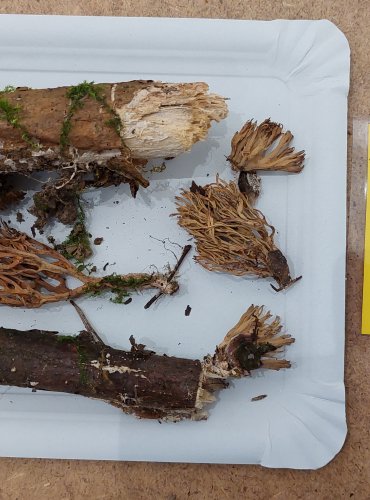 KUŘÁTKA PŘÍMÁ (Ramaria stricta) FOTO: Marta Knauerová, 25.–26. 10. 2025