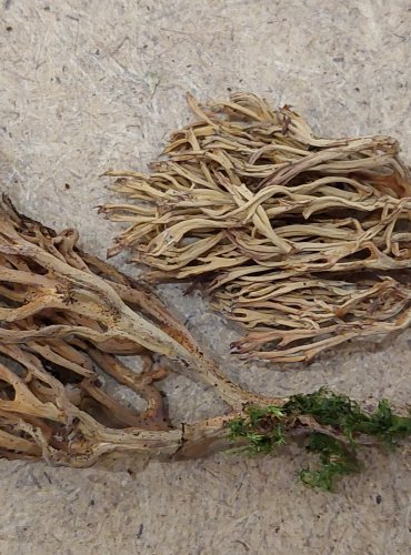 KUŘÁTKA PŘÍMÁ (Ramaria stricta) FOTO: Marta Knauerová, 25.–26. 10. 2025