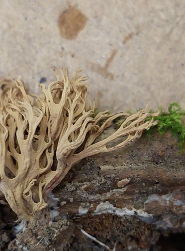 KUŘÁTKA PŘÍMÁ (Ramaria stricta) FOTO: Marta Knauerová, 25.–26. 10. 2025
