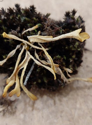 KYJANKA HLÍNOVÁ (Clavaria argillacea) FOTO: Marta Knauerová, 25.–26. 10. 2025