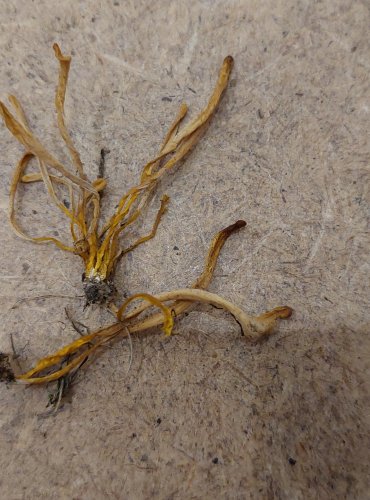 KYJANKA HLÍNOVÁ (Clavaria argillacea) FOTO: Marta Knauerová, 25.–26. 10. 2025