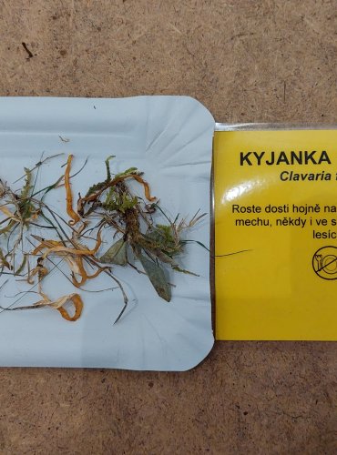 KYJANKA KŘEHKÁ (Clavaria fragilis) FOTO: Marta Knauerová, 25.–26. 10. 2025