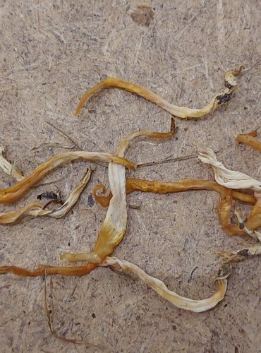 KYJANKA KŘEHKÁ (Clavaria fragilis) FOTO: Marta Knauerová, 25.–26. 10. 2025