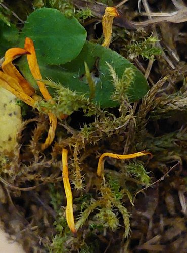 KYJOVEČKA KRÁSNÁ (Clavulinopsis laeticolor) zapsána v Červeném seznamu hub (makromycetů) České republiky v kategorii DD – vzácný druh, o němž jsou nedostatečné údaje z hlediska jeho ohrožení, FOTO: Marta Knauerová, 25.–26. 10. 2025

