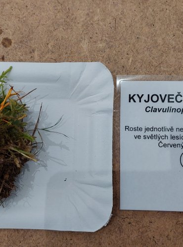 KYJOVEČKA KRÁSNÁ (Clavulinopsis laeticolor) zapsána v Červeném seznamu hub (makromycetů) České republiky v kategorii DD – vzácný druh, o němž jsou nedostatečné údaje z hlediska jeho ohrožení, FOTO: Marta Knauerová, 25.–26. 10. 2025

