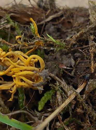 KYJOVEČKA SVAZČITÁ (Clavulinopsis corniculata) FOTO: Marta Knauerová, 25.–26. 10. 2025